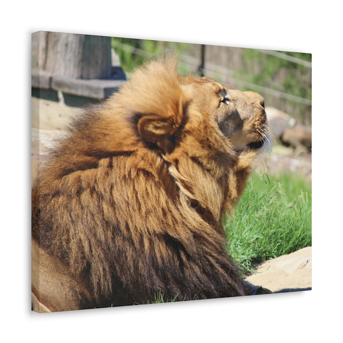 Majestic Lion Wall Art, Classic Canvas Print, Nature Decor, Animal Lover Gift, Safari Home Wall Decor