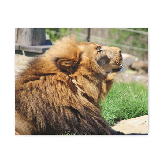 Majestic Lion Wall Art, Classic Canvas Print, Nature Decor, Animal Lover Gift, Safari Home Wall Decor