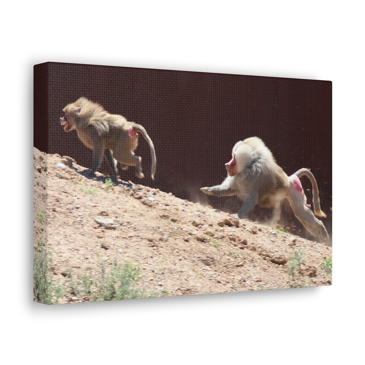 Baboon Canvas Print - Jungle Art, Animal Lovers Decor, Wild Nature Wall Art, Unique Home Gift, Safari Artwork