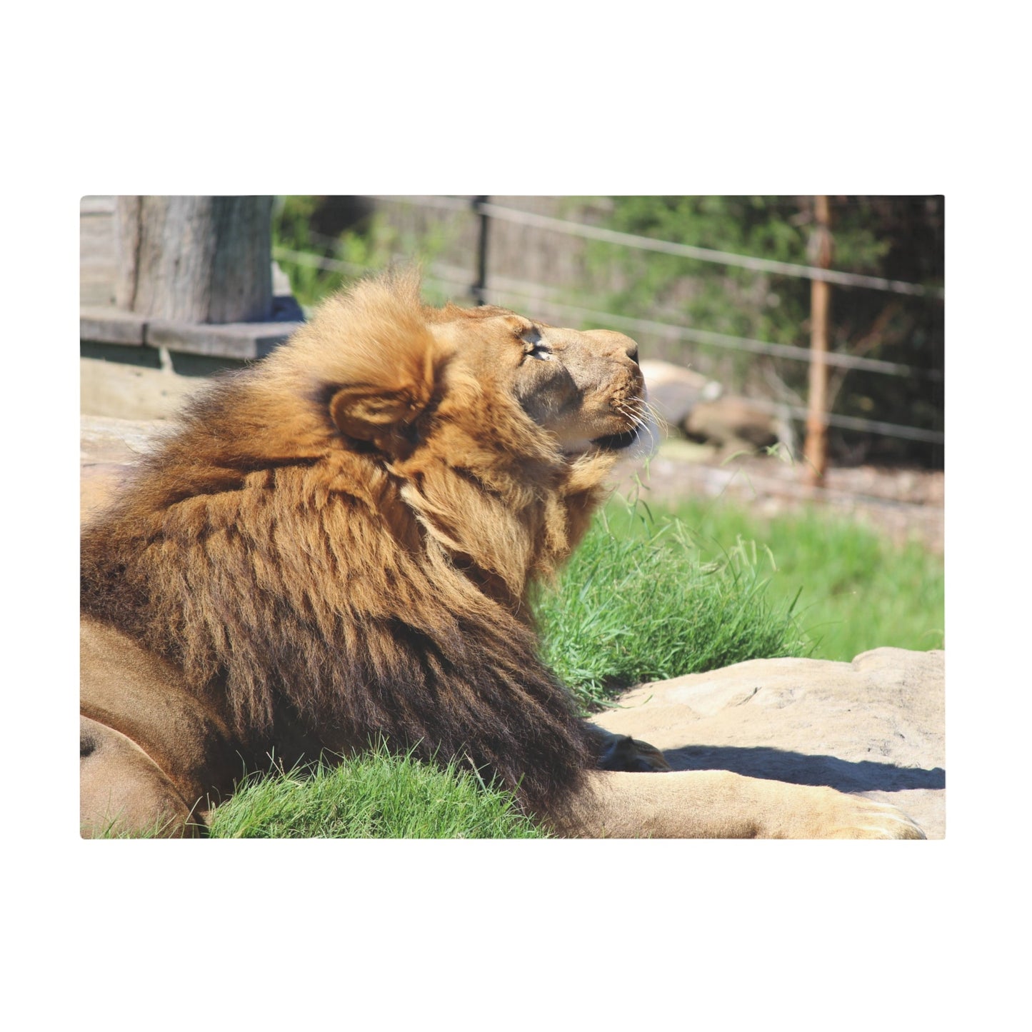 Majestic Lion Plush Fleece Blanket - Cozy Home Decor, Wildlife Lover Gift, Animal Lover Throw, Soft Bedspread, Perfect for Camping